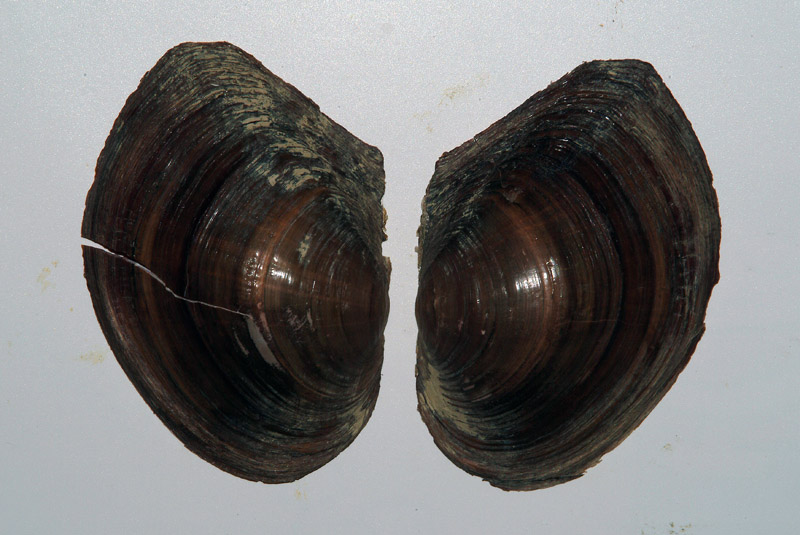 Bivalve d''acqua dolce